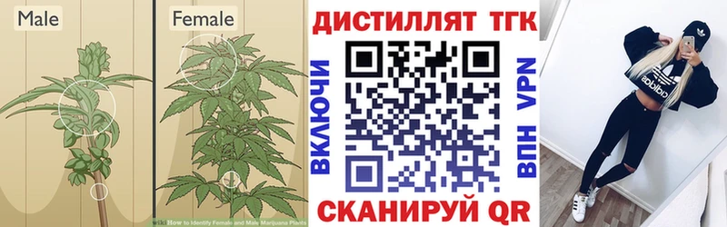 Дистиллят ТГК гашишное масло Цоци-Юрт